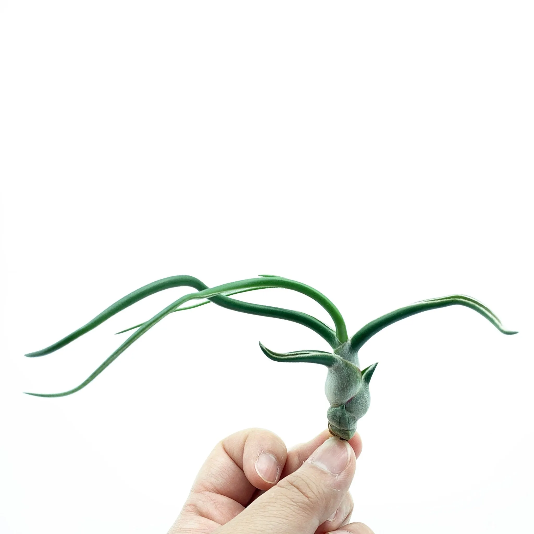 T. Bulbosa Guatemala - Small